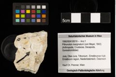 Foto (Objekt + Etiketten) von Pithonoton marginatum (von Meyer, 1842) (NHMW-GEO-1990-0041-0019)